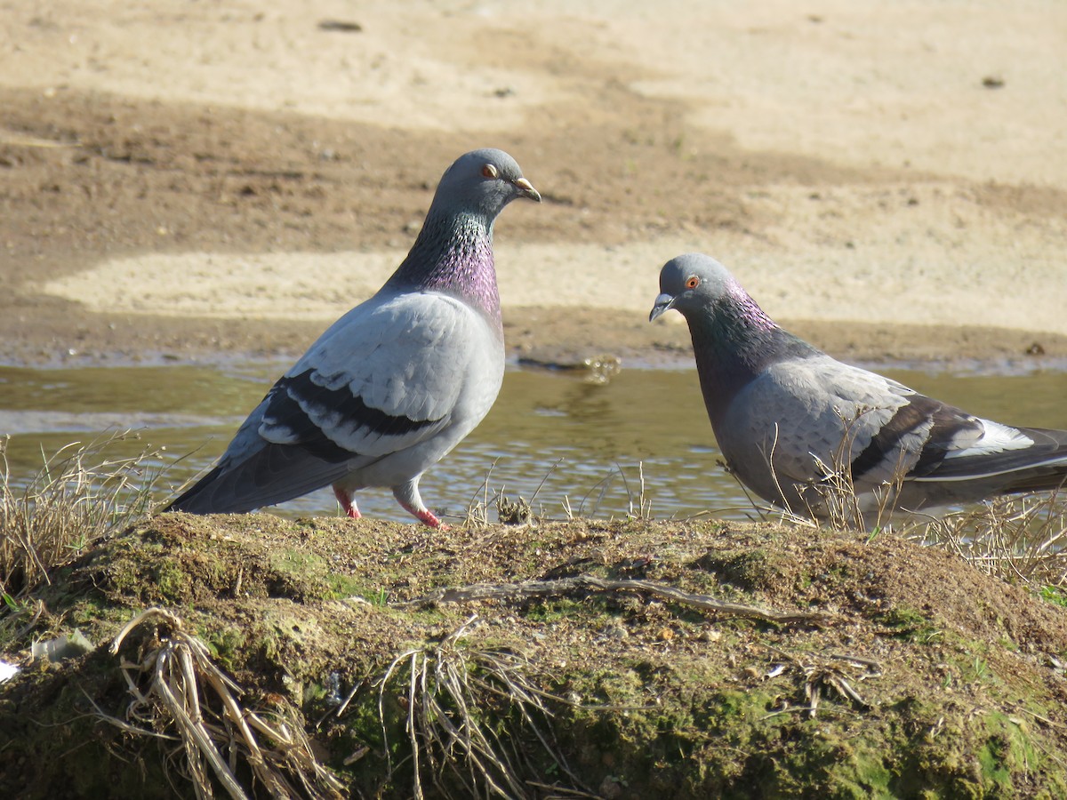 Rock Pigeon (Feral Pigeon) - ML608877066