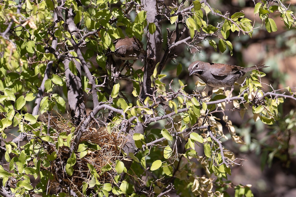 Five-striped Sparrow - ML608877197