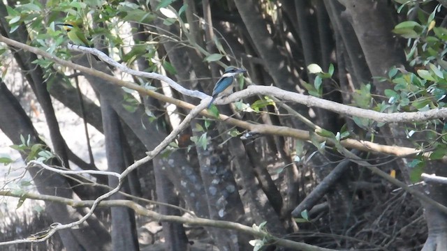 Sacred Kingfisher - ML608877236