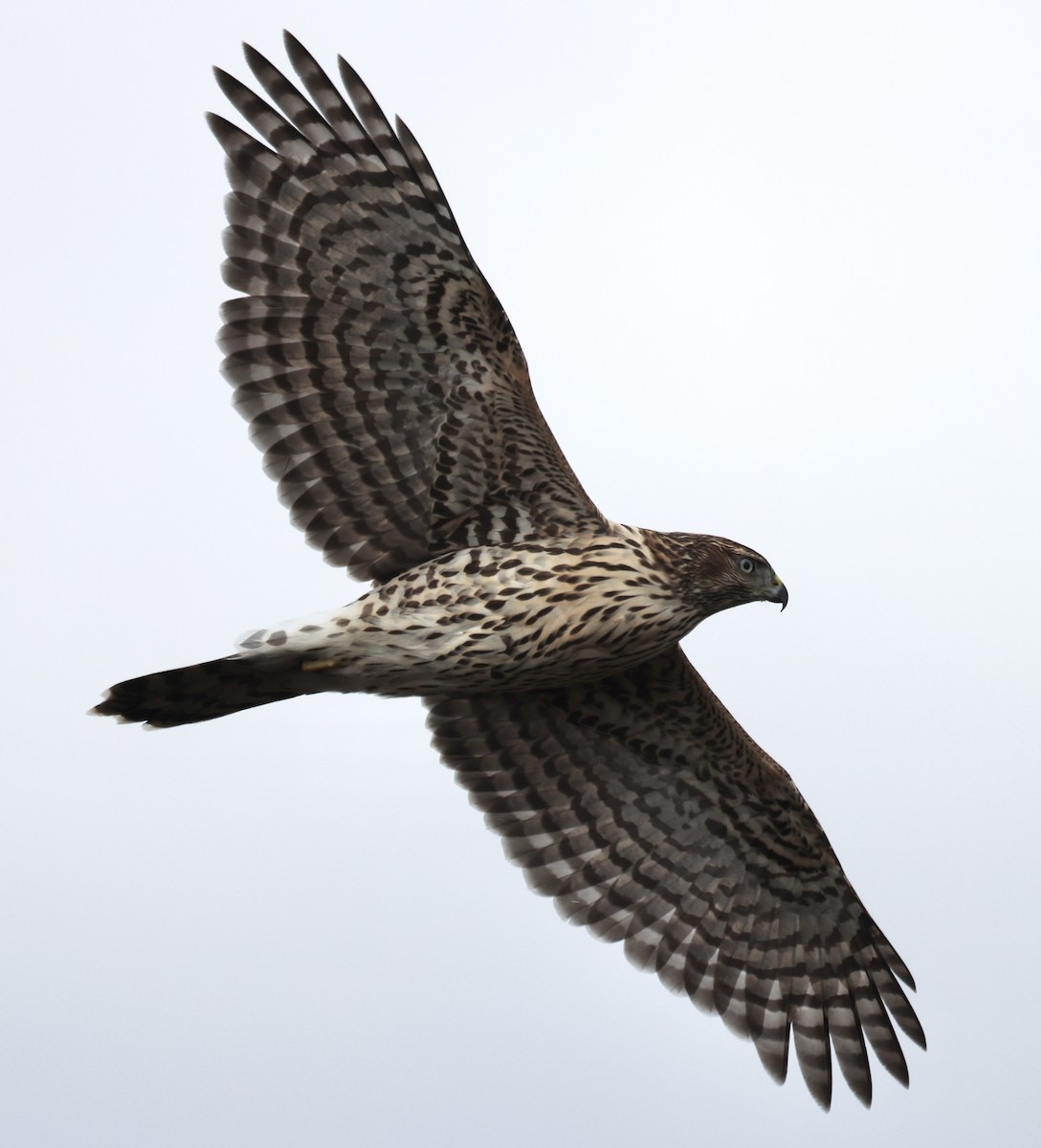 American Goshawk - ML608877264