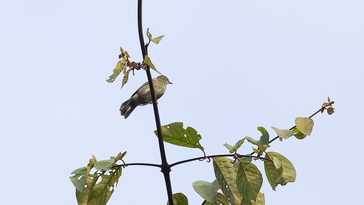 Cream-eyed Bulbul - ML608877312