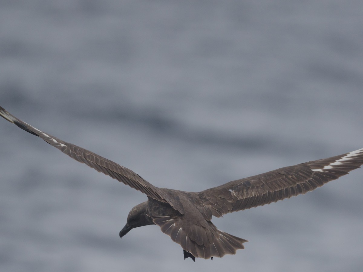 South Polar Skua - ML608877339