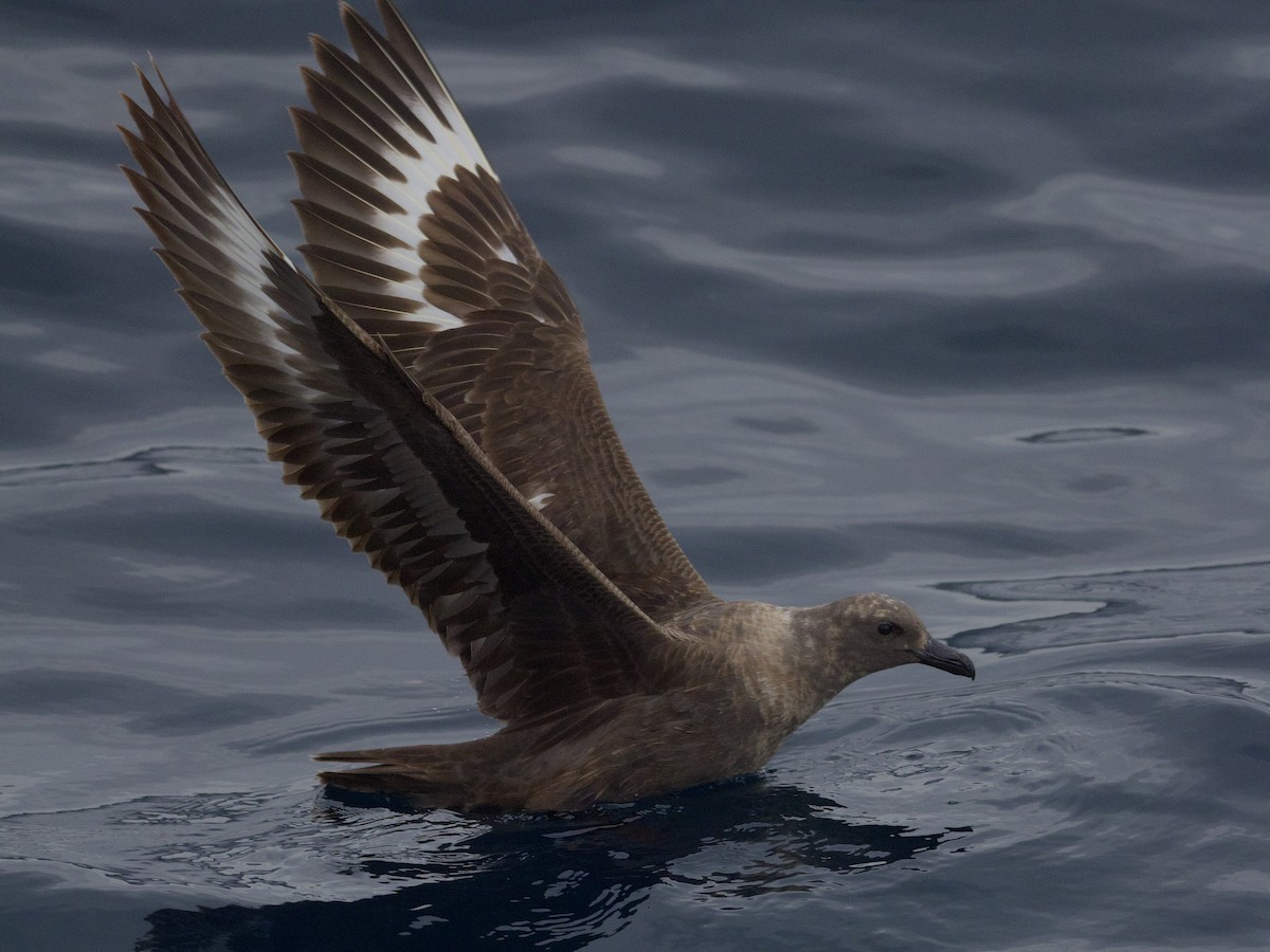 South Polar Skua - ML608877373