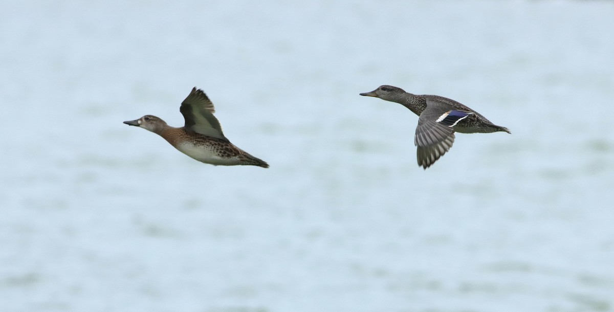 Baikal Teal - ML608877587