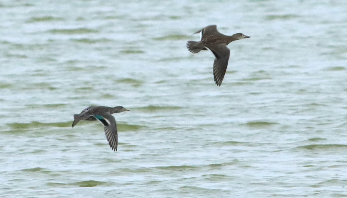 Baikal Teal - John Diener