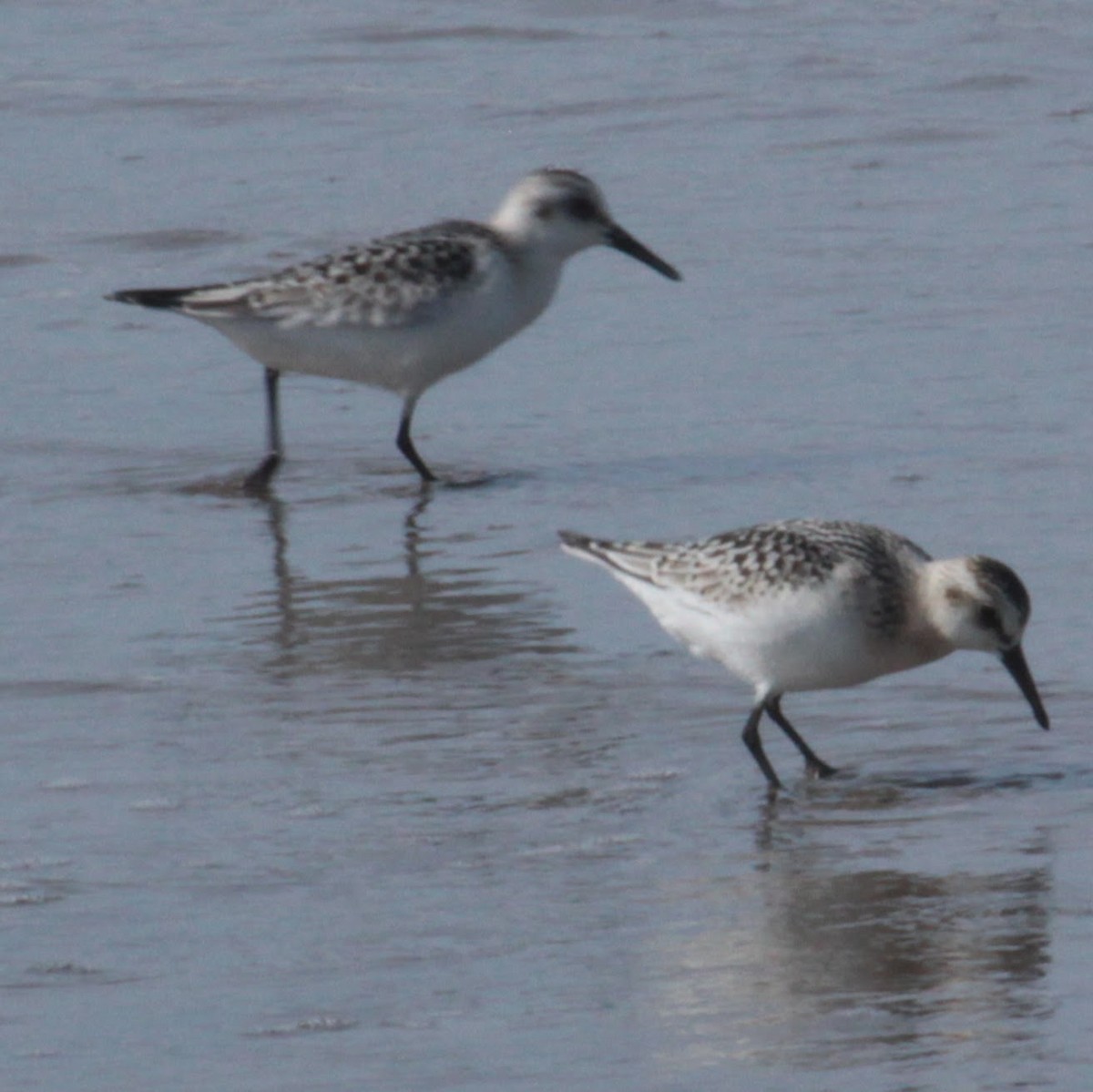 Bécasseau sanderling - ML608877641