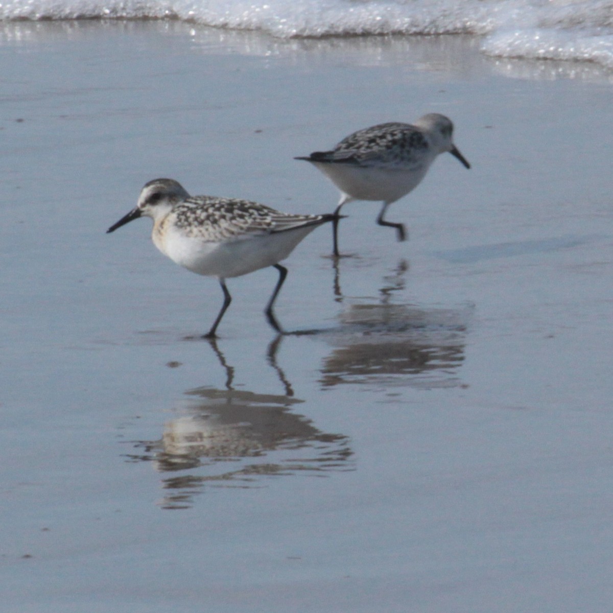 Bécasseau sanderling - ML608877642