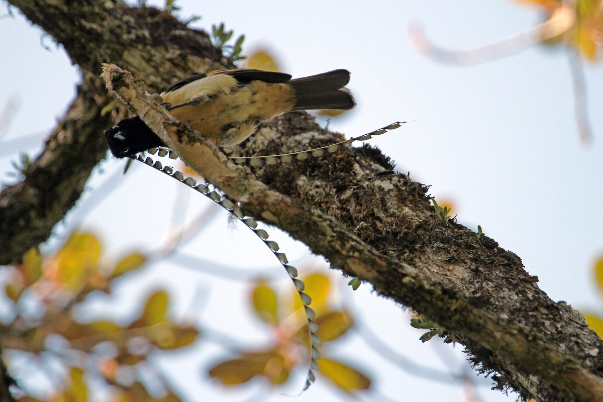 King-of-Saxony Bird-of-Paradise - ML608877649