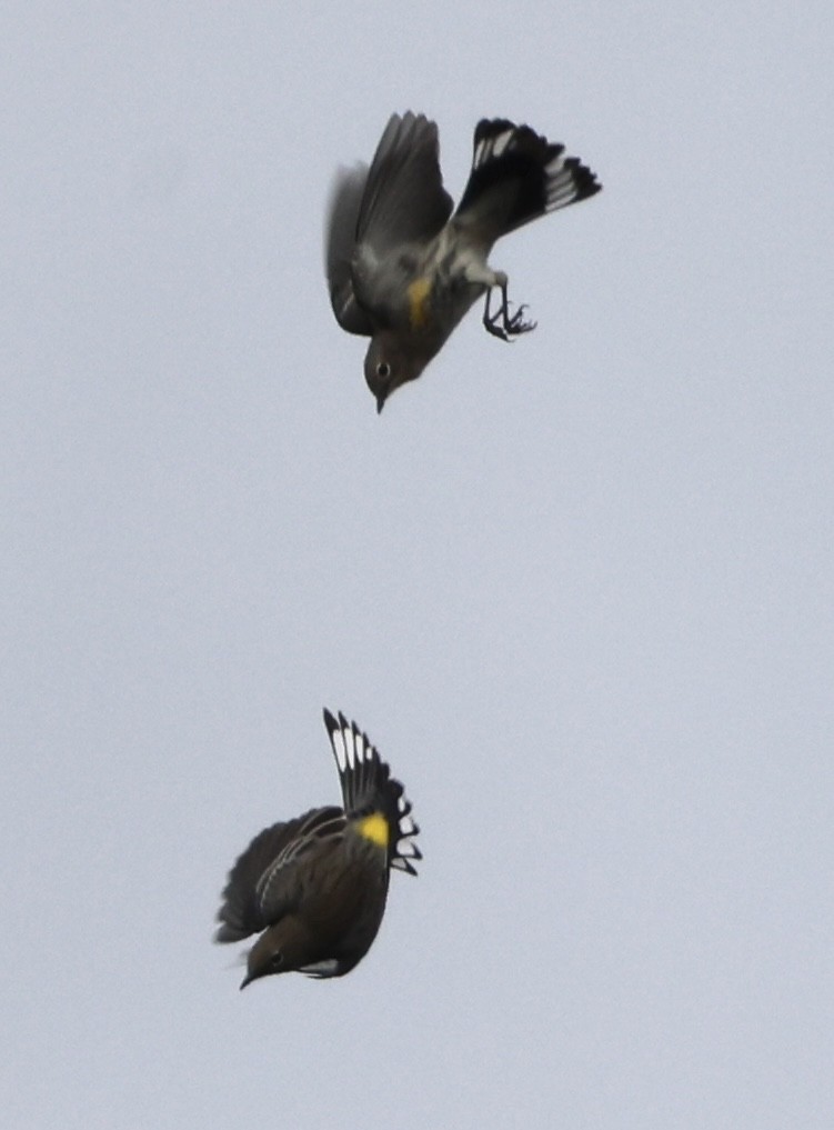 Yellow-rumped Warbler (Audubon's) - ML608877769