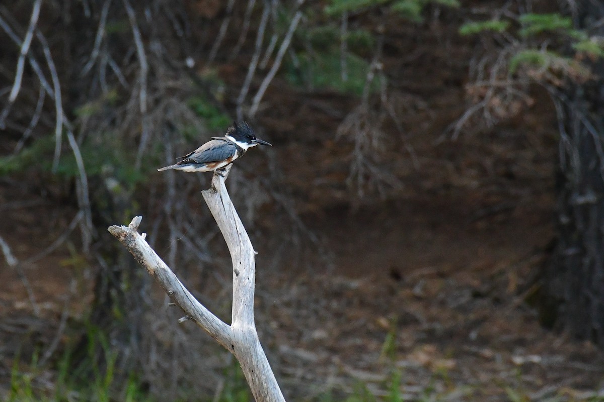 Belted Kingfisher - Della Alcorn