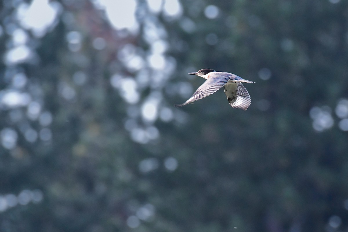 Belted Kingfisher - Della Alcorn