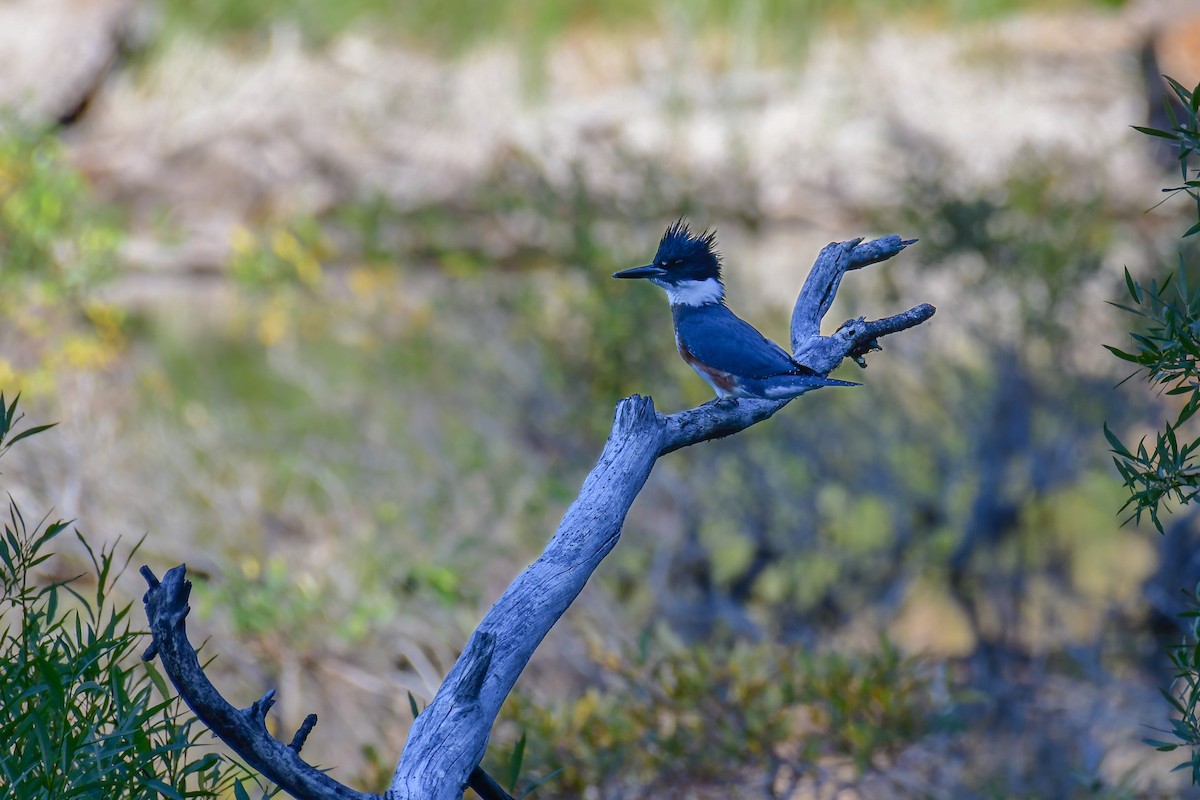 Belted Kingfisher - Della Alcorn