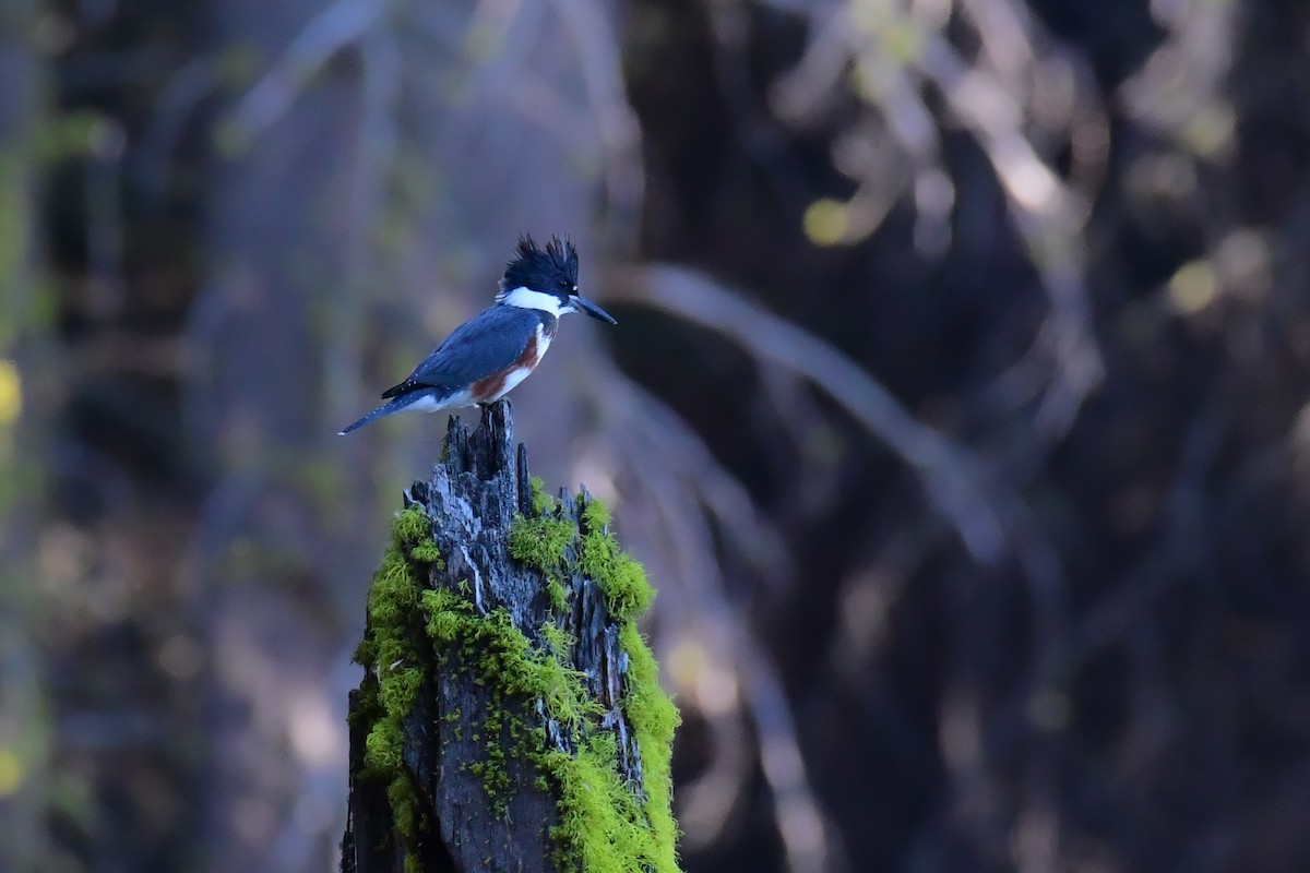 Belted Kingfisher - Della Alcorn