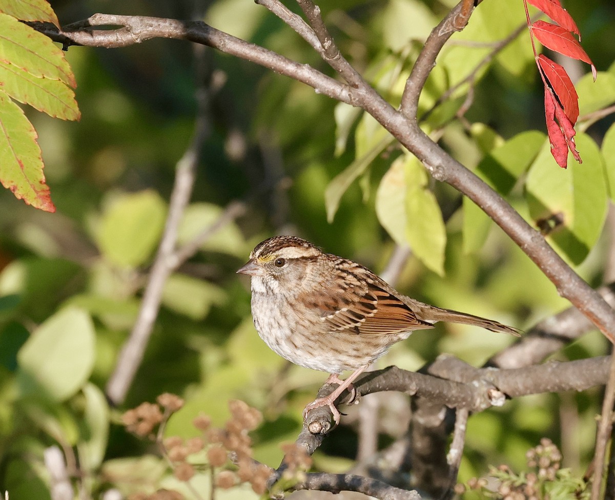 White-throated Sparrow - ML608877945
