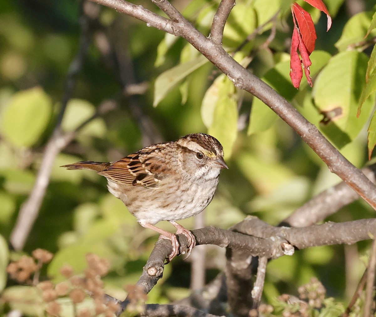 White-throated Sparrow - ML608877946