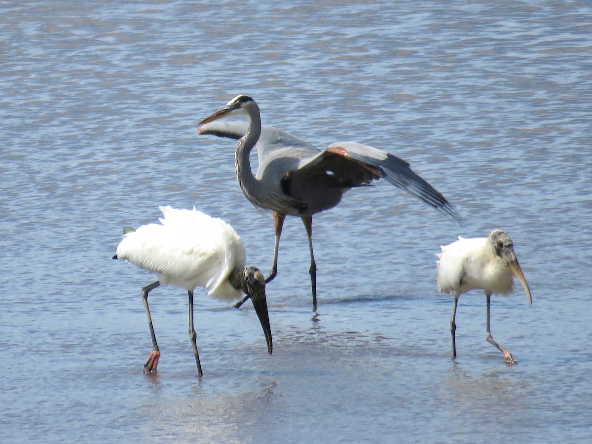 Great Blue Heron - ML608877976