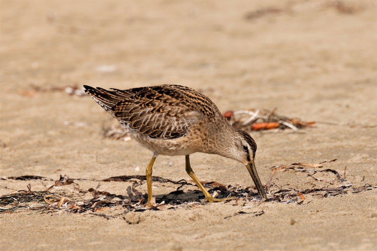 Short-billed Dowitcher - ML608877991