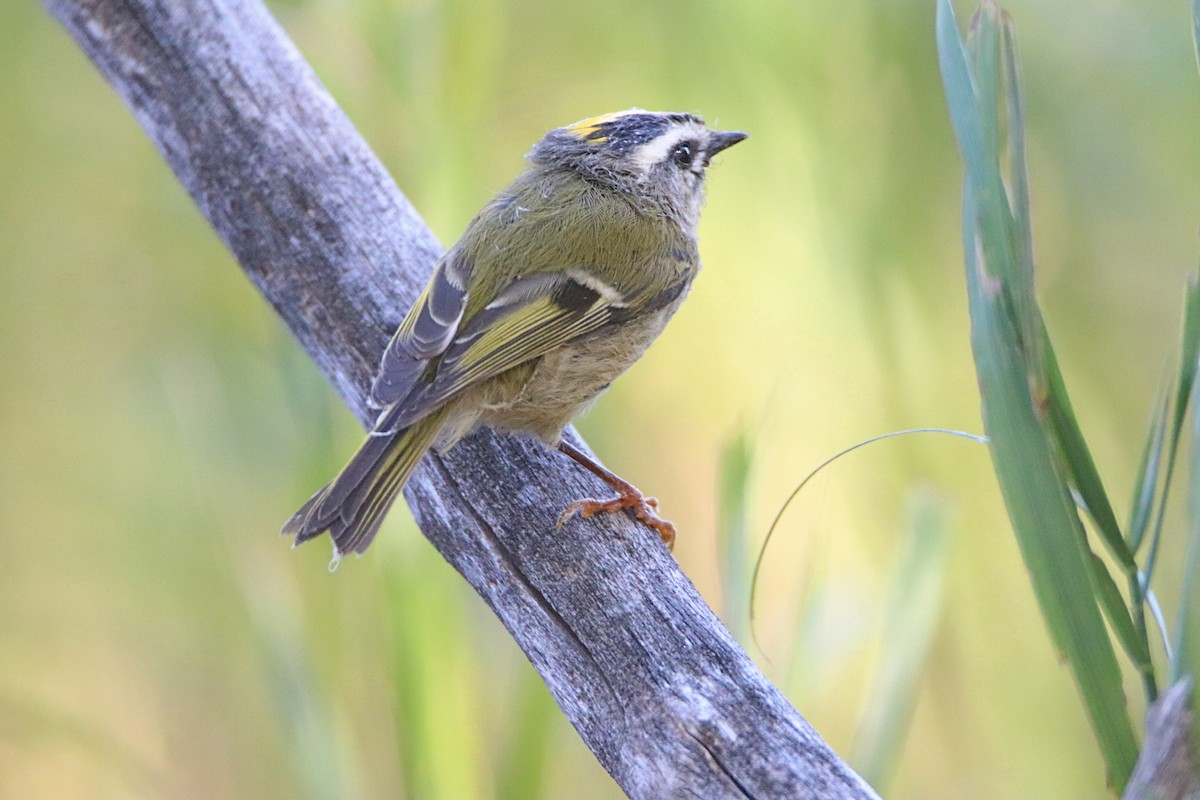 Golden-crowned Kinglet - Aaron Veale