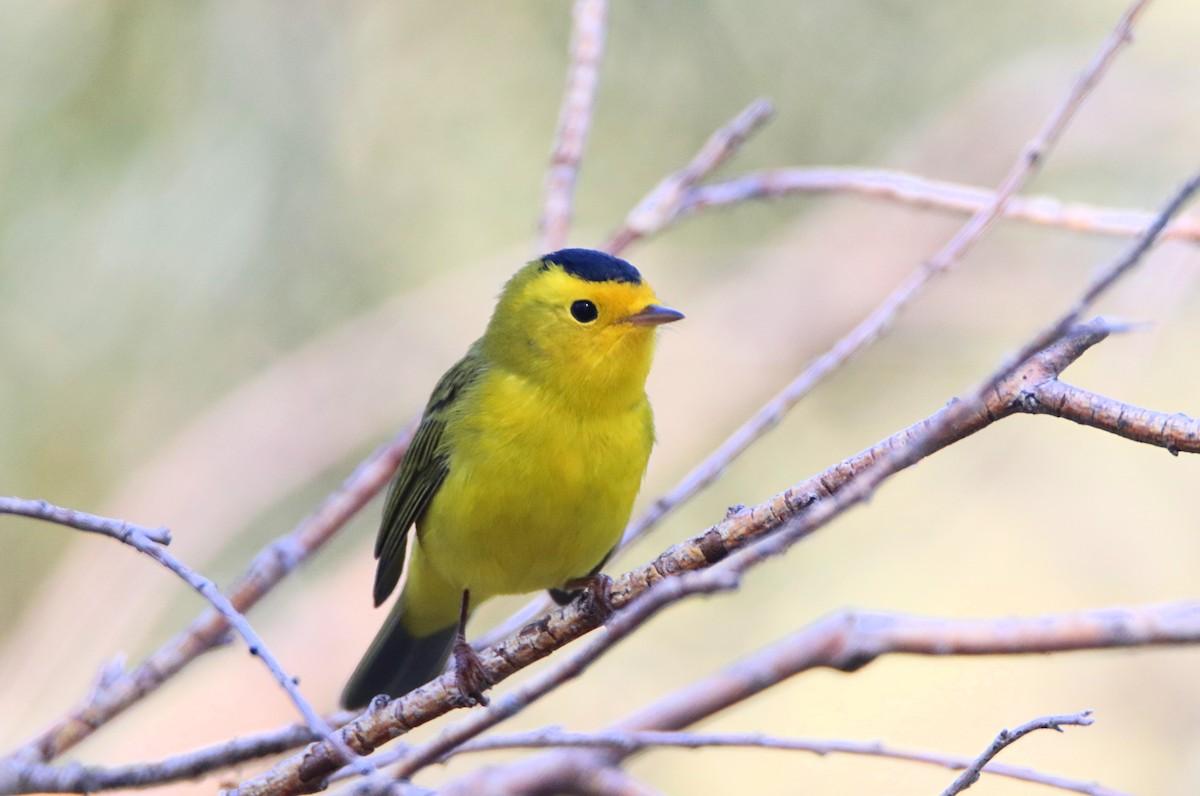 Wilson's Warbler - ML608878064