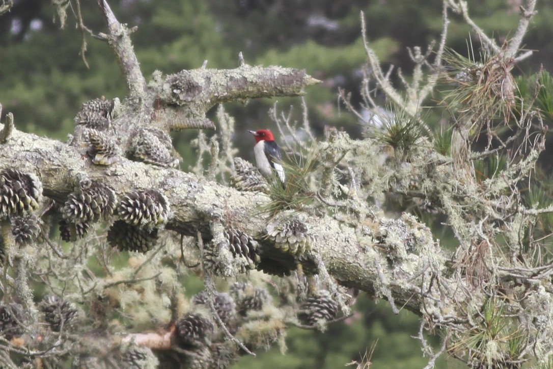 Red-headed Woodpecker - ML608878093