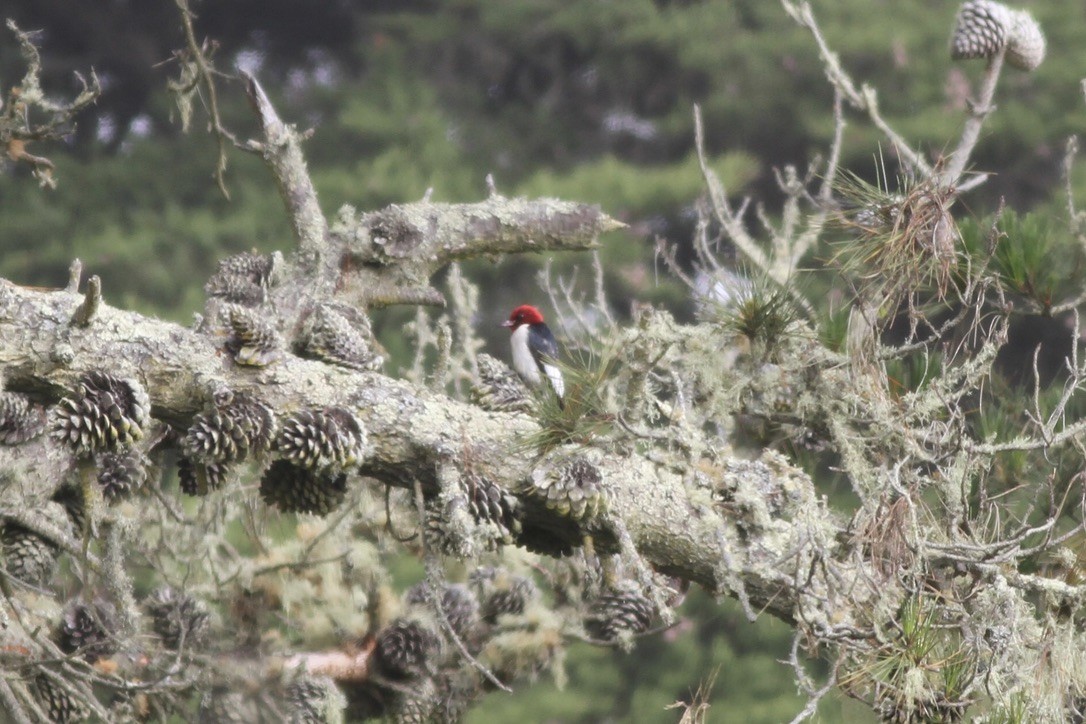 Red-headed Woodpecker - ML608878094