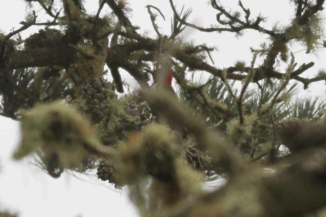 Red-headed Woodpecker - ML608878095