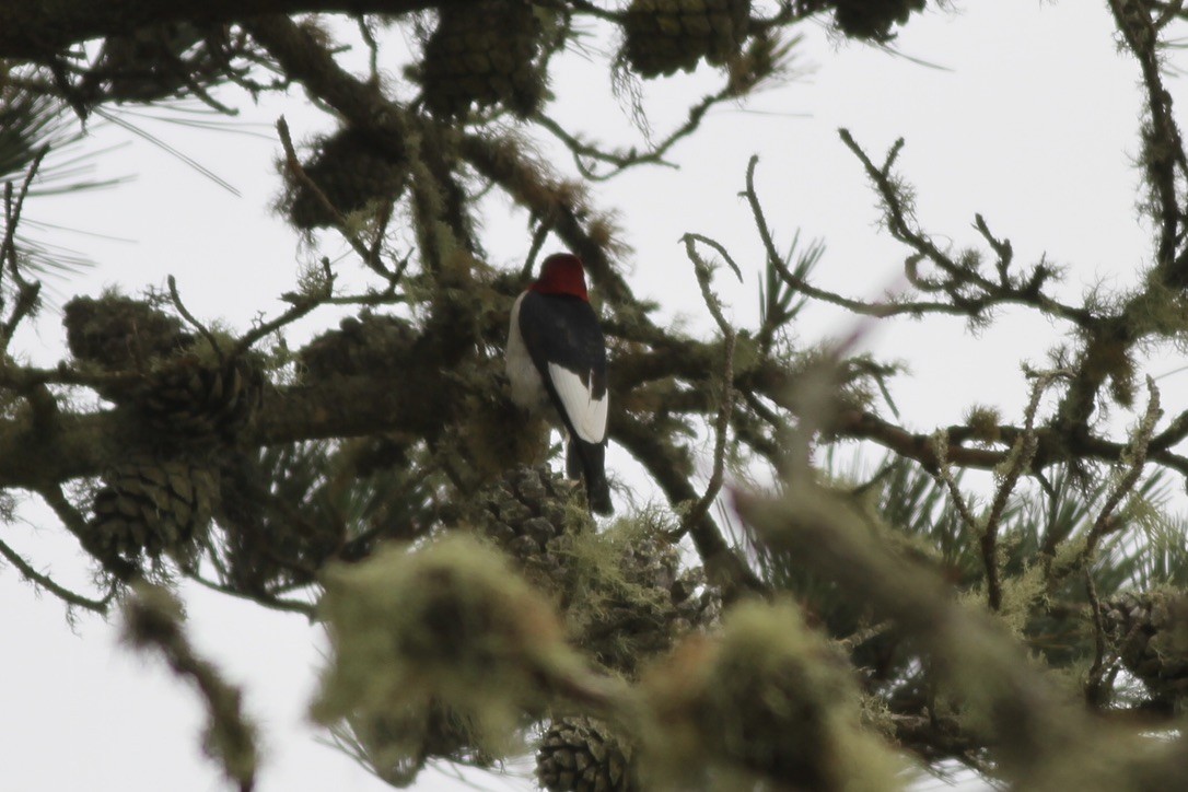 Red-headed Woodpecker - ML608878097