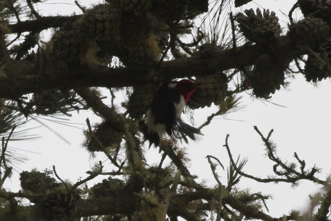 Red-headed Woodpecker - ML608878098