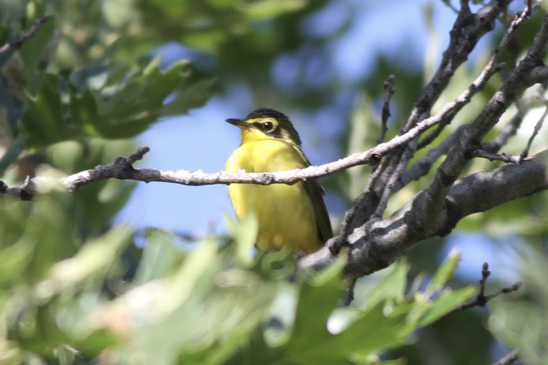 Kentucky Warbler - ML608878134