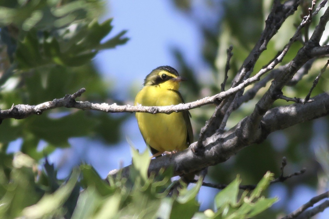 Kentucky Warbler - ML608878135