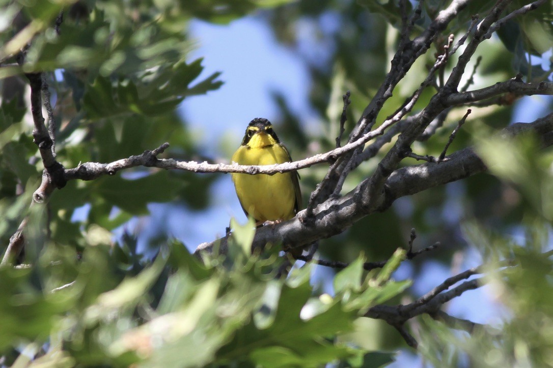 Kentucky Warbler - ML608878136