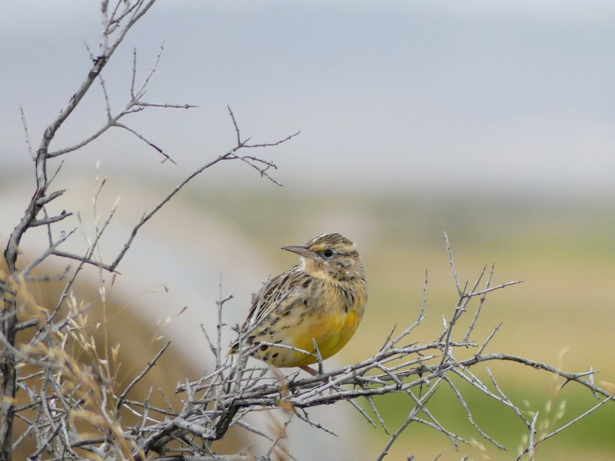 Western Meadowlark - ML608878166
