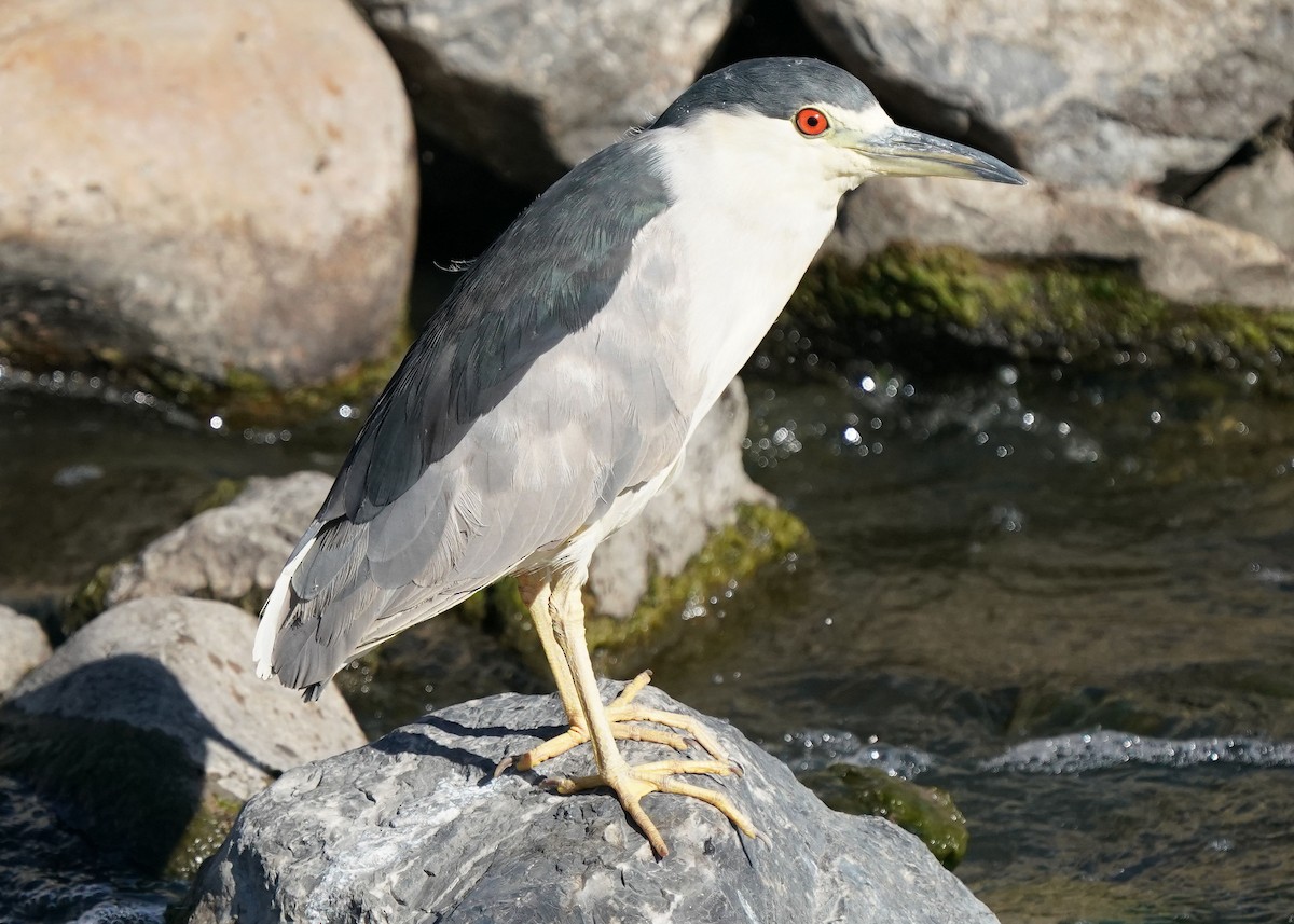 Black-crowned Night Heron - ML608878243