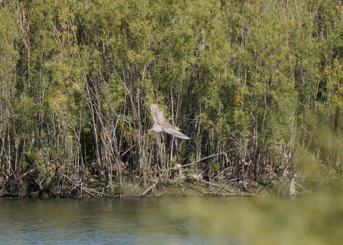 Black-crowned Night Heron - ML608878244