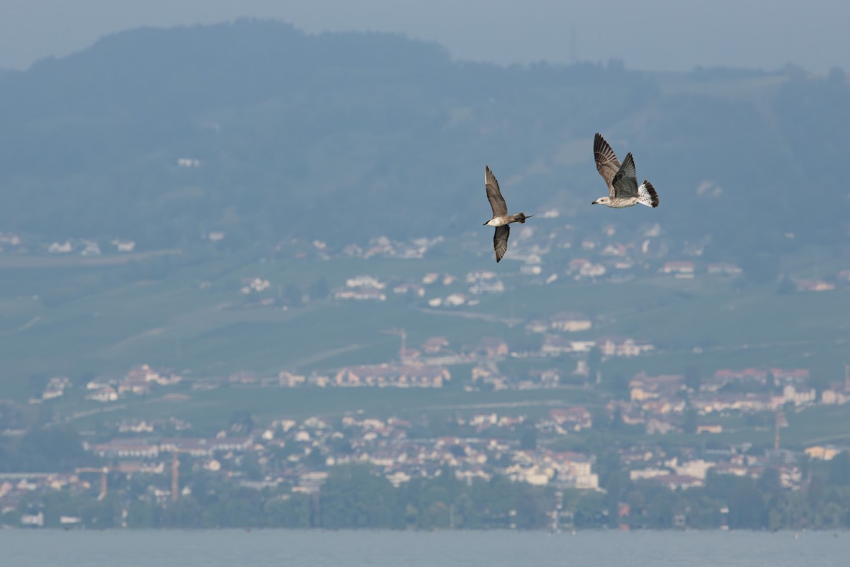 Long-tailed Jaeger - ML608878562