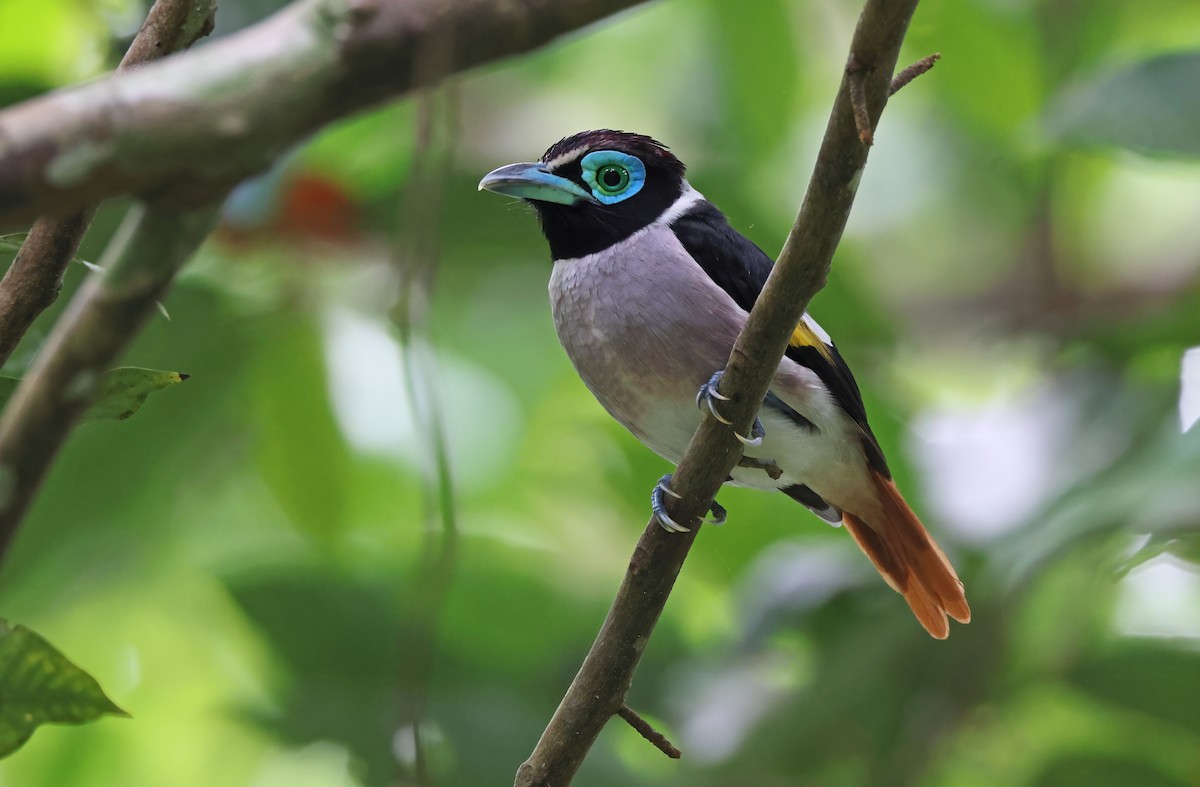 Wattled Broadbill - ML608878626