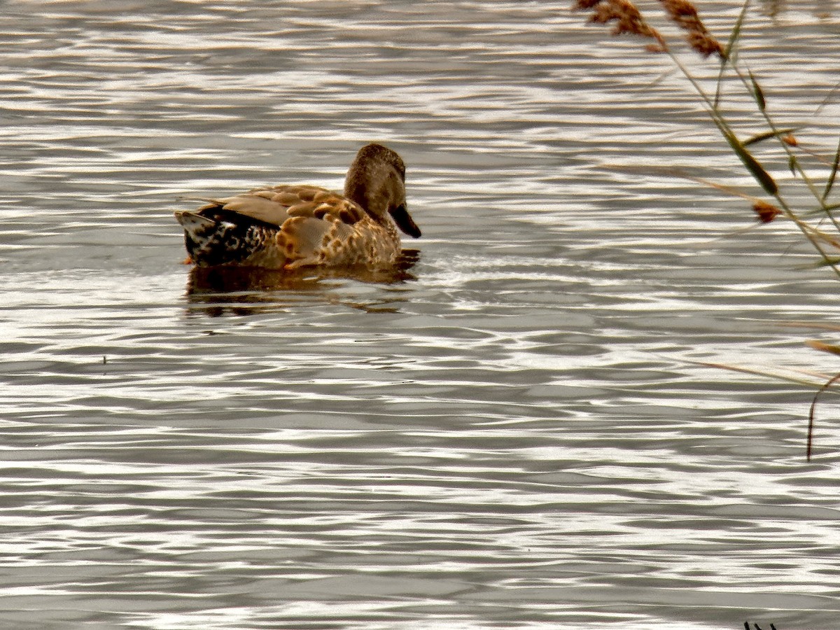 Gadwall - ML608878702