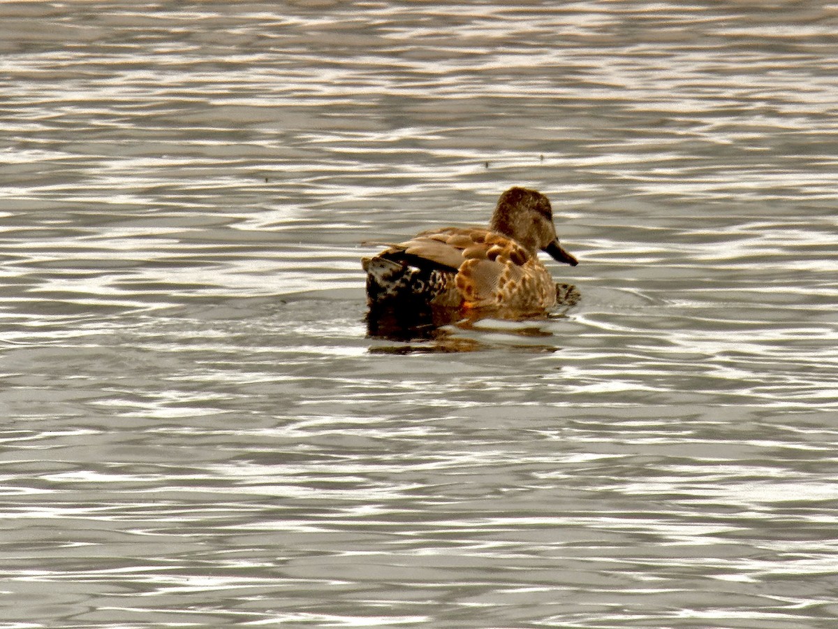 Gadwall - ML608878703