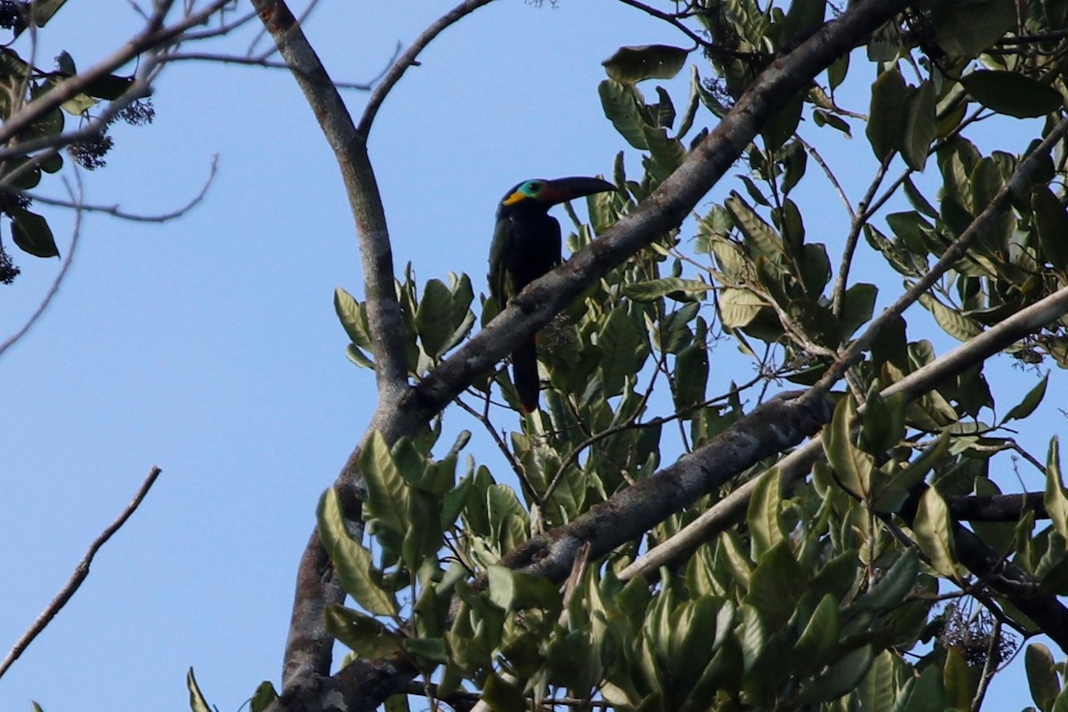 Guianan Toucanet - ML608878716