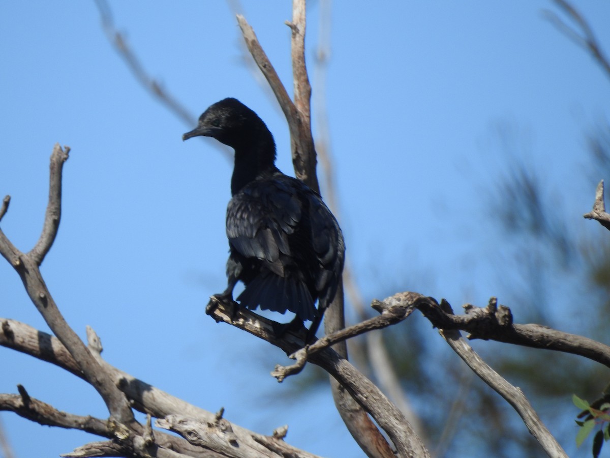 Little Black Cormorant - ML608878723