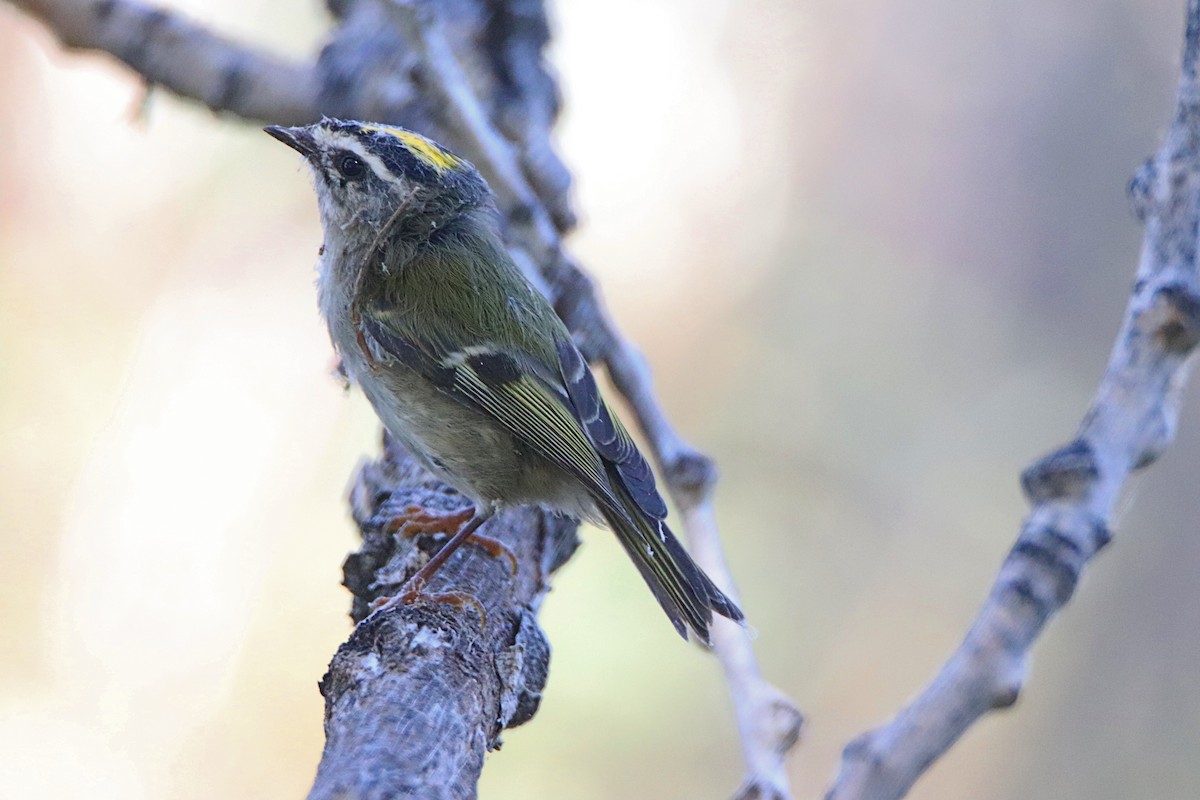 Golden-crowned Kinglet - Aaron Veale