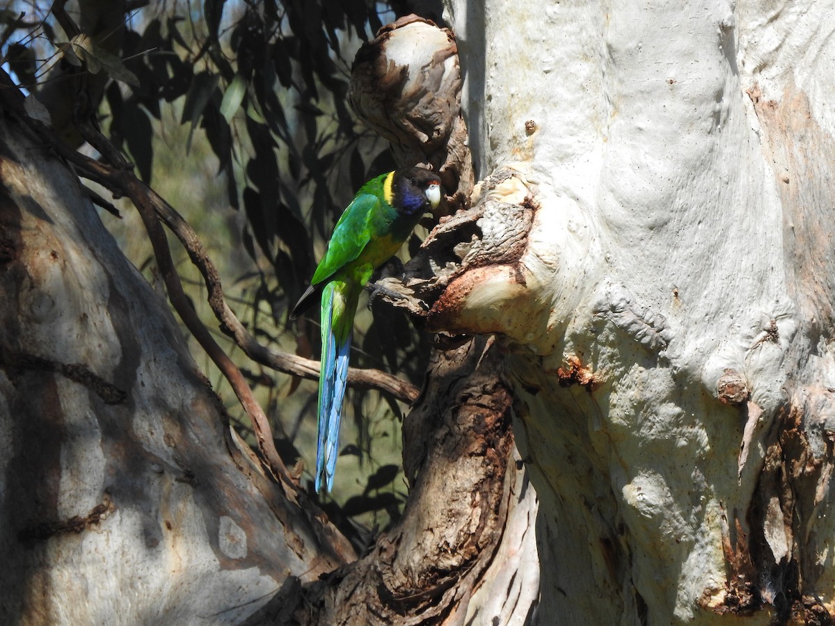 Воротничковый попугай (semitorquatus) - ML608878734