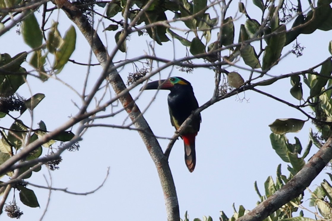 Guianan Toucanet - ML608878738