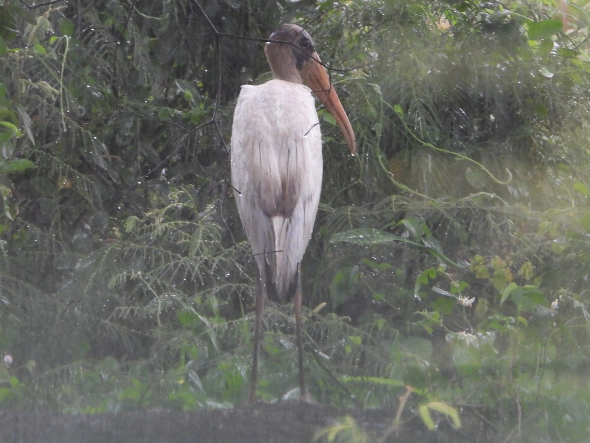 Wood Stork - ML608878861