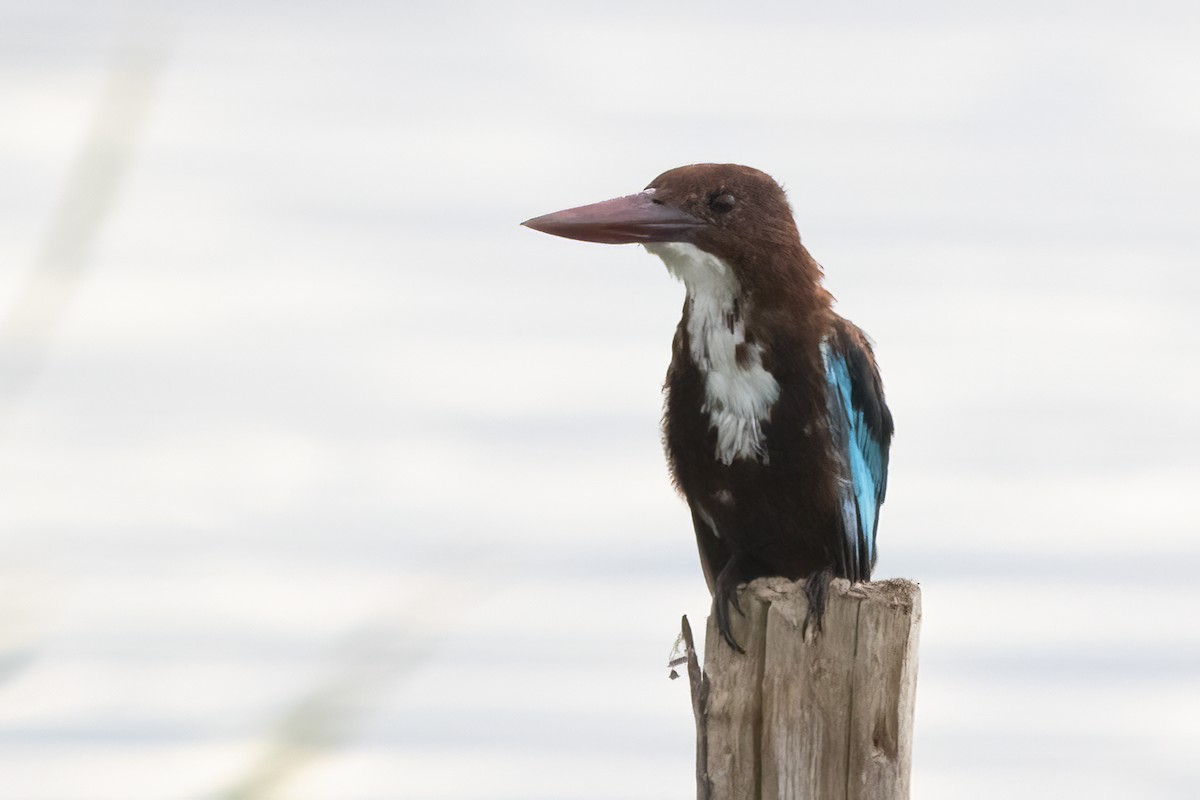 White-throated Kingfisher - ML608878925