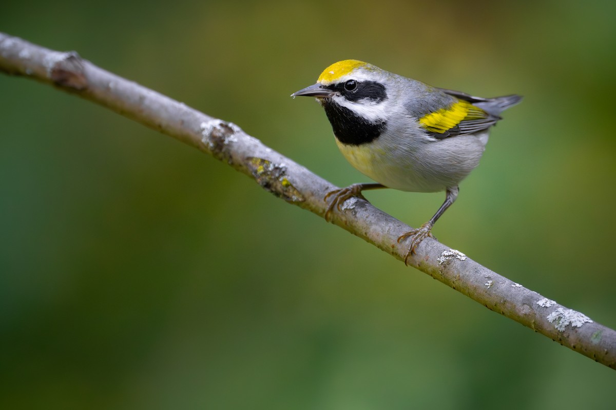 Golden-winged Warbler - Matt Zuro