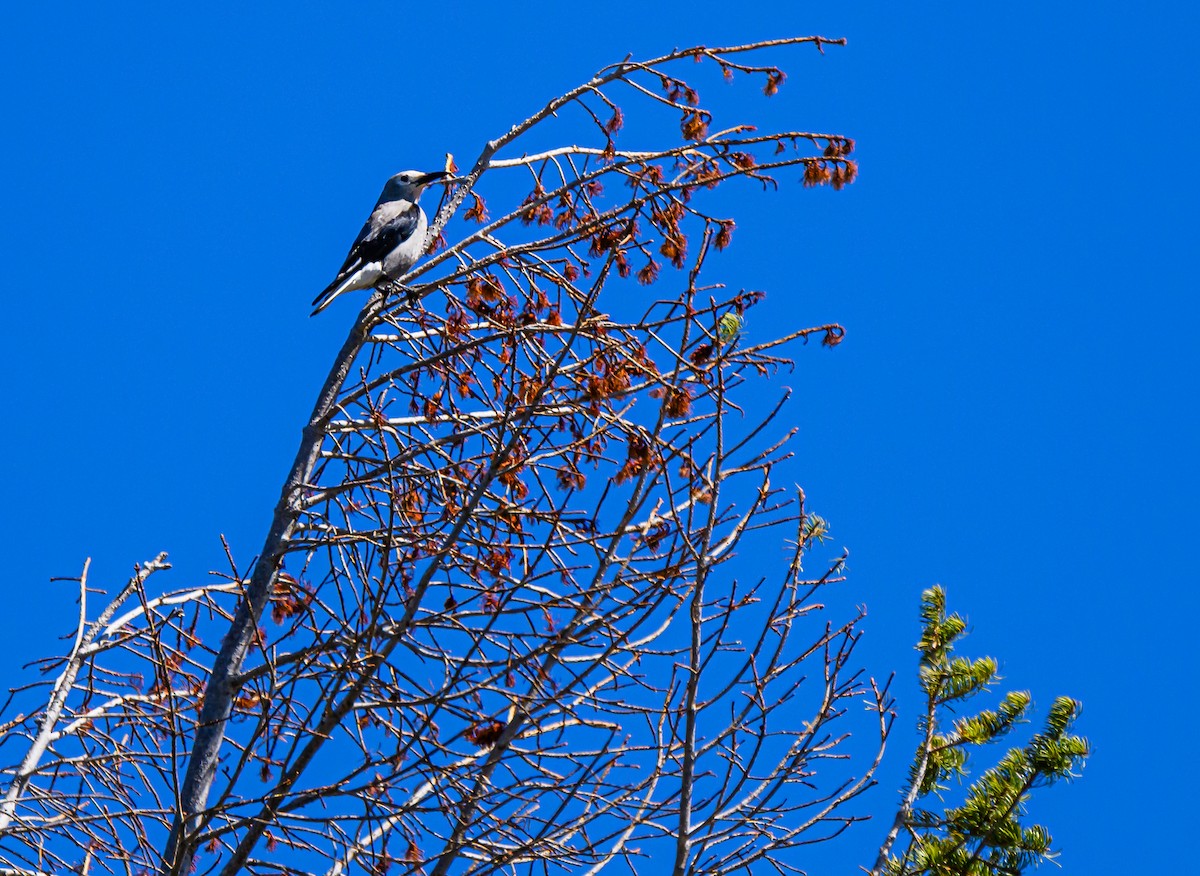 Clark's Nutcracker - ML608879190