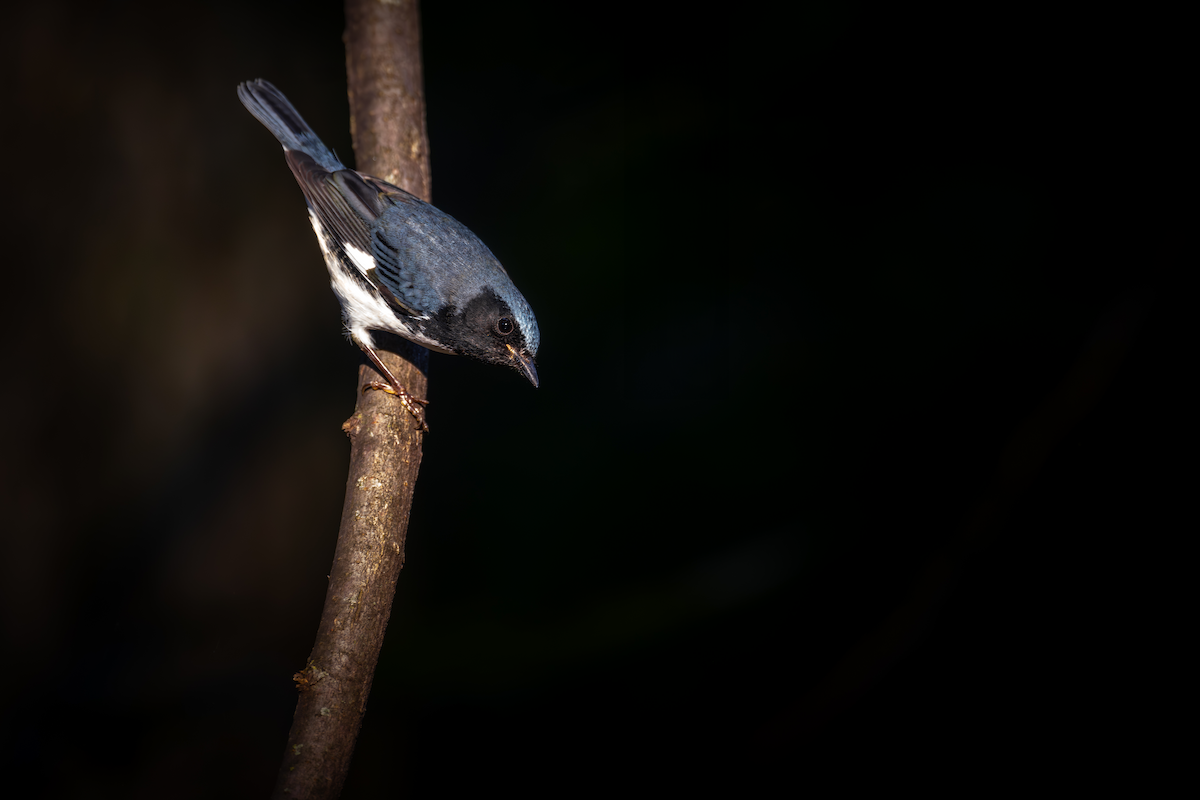 Black-throated Blue Warbler - ML608879198