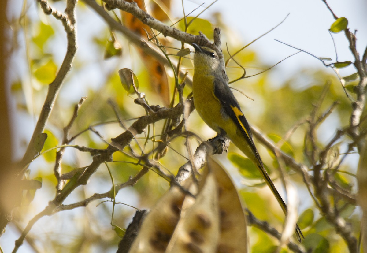 Long-tailed Minivet - Harmeet Basur