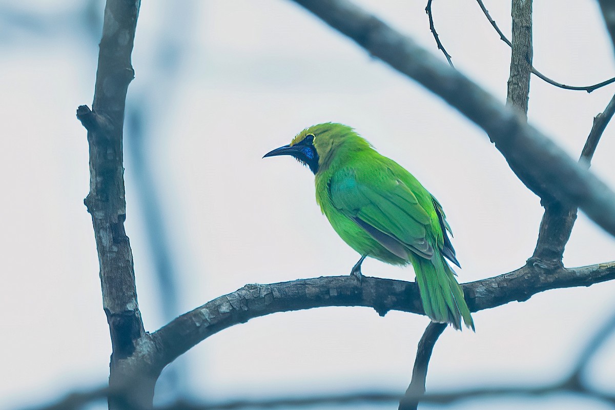 Jerdon's Leafbird - ML608879225